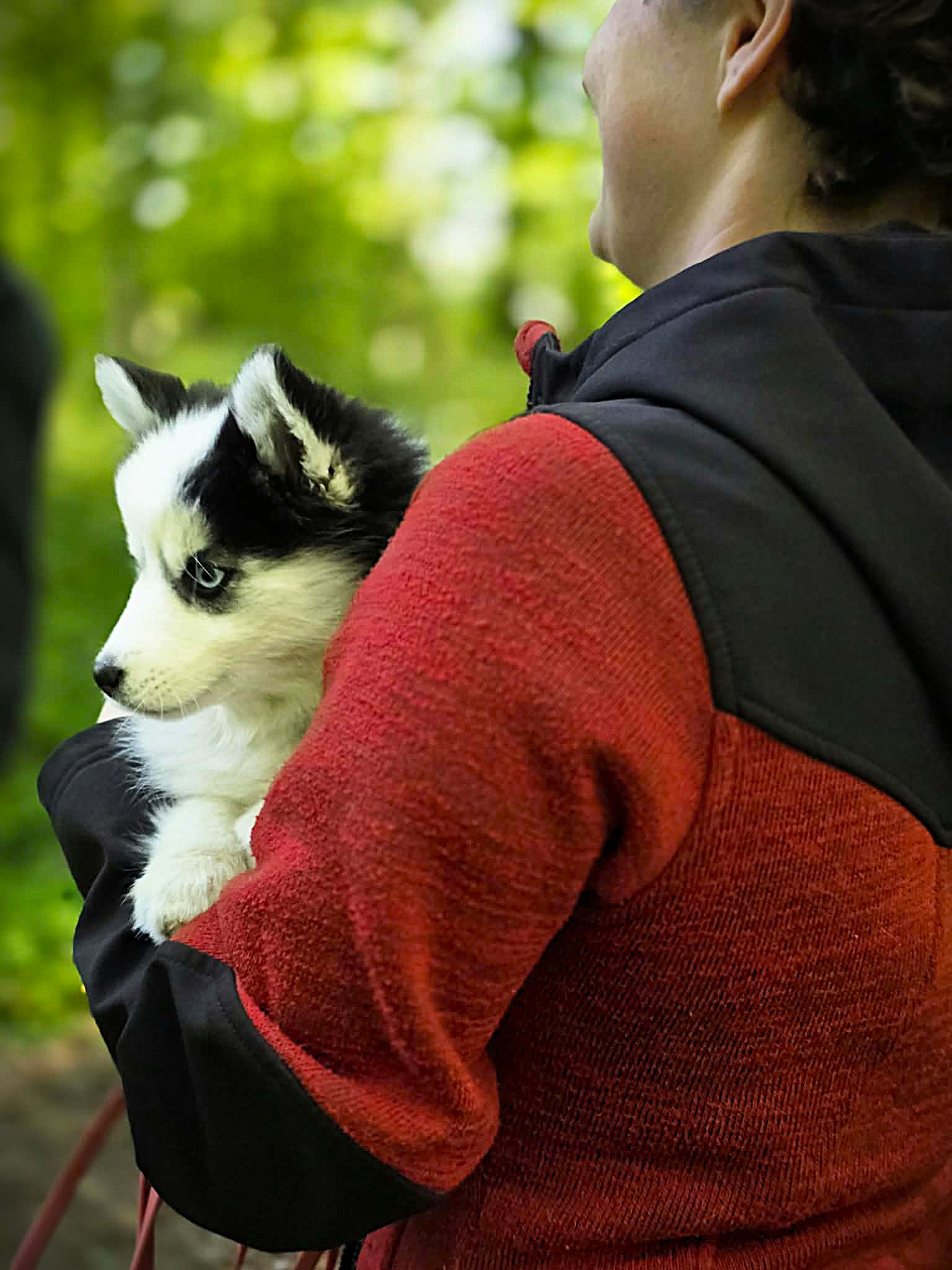 Une personne tenant un chiot noir et blanc dans ses bras en forêt