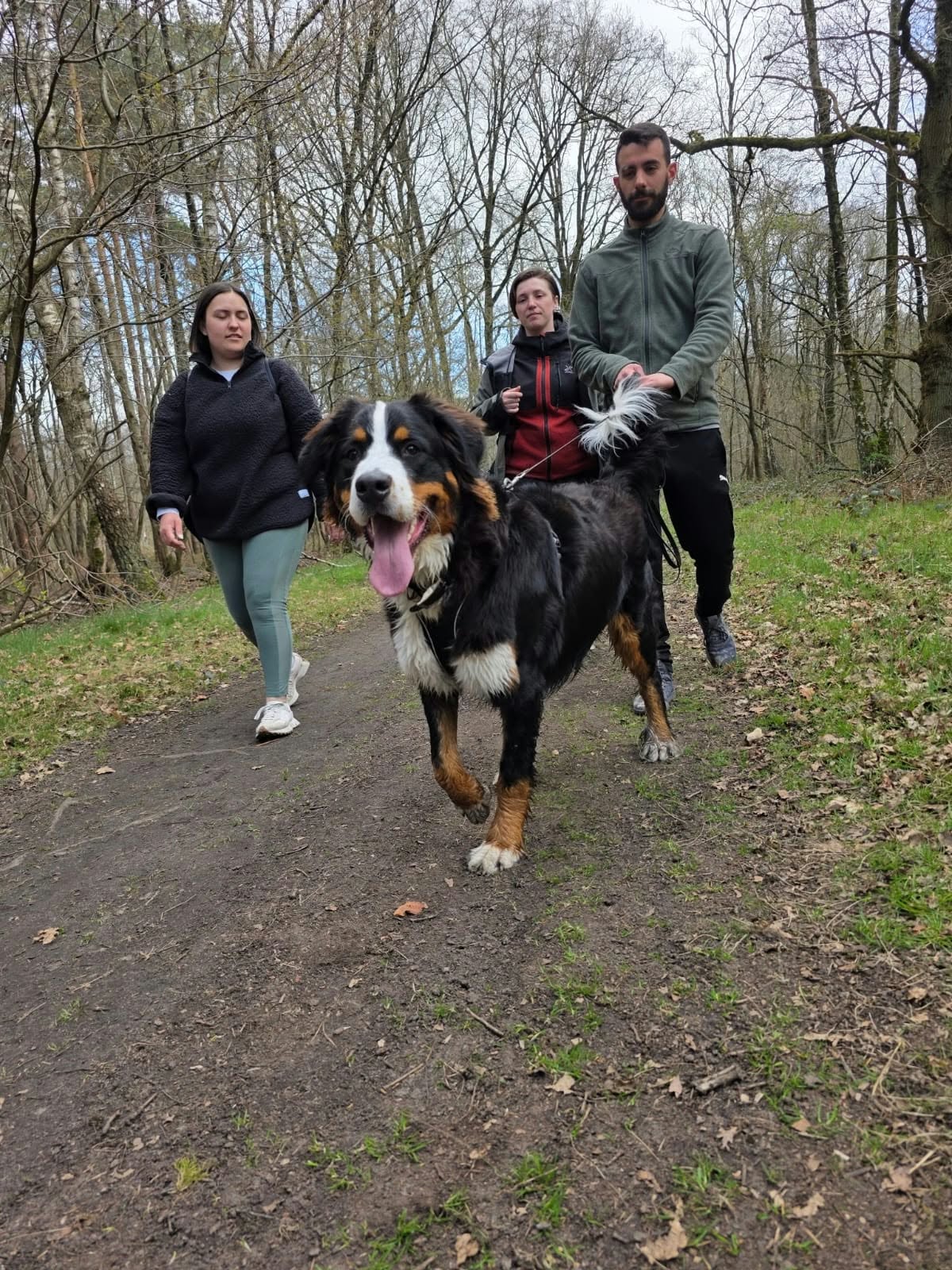 Grand chien en promenade avec ses accompagnants