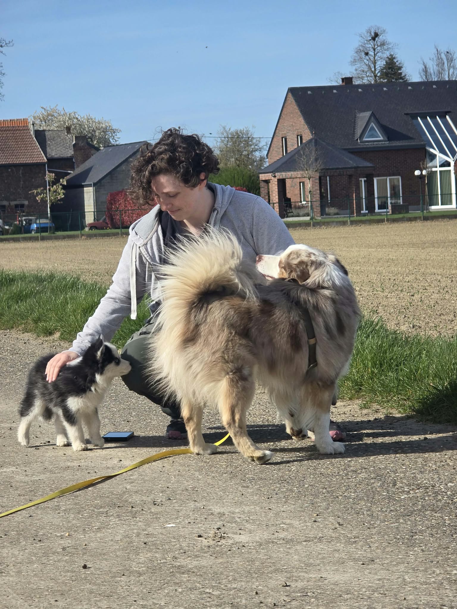 metamorphose terrain trois chiens