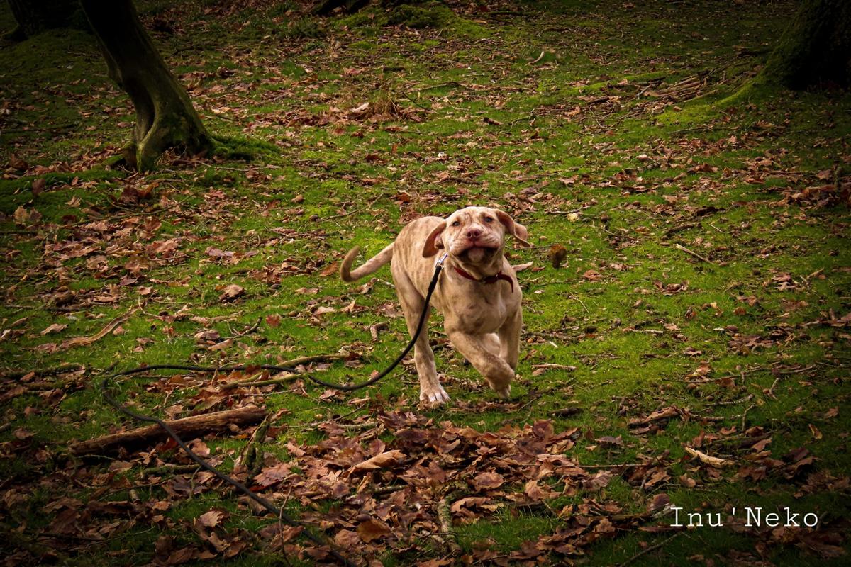 Un chiot découvre son environnement avec son humain