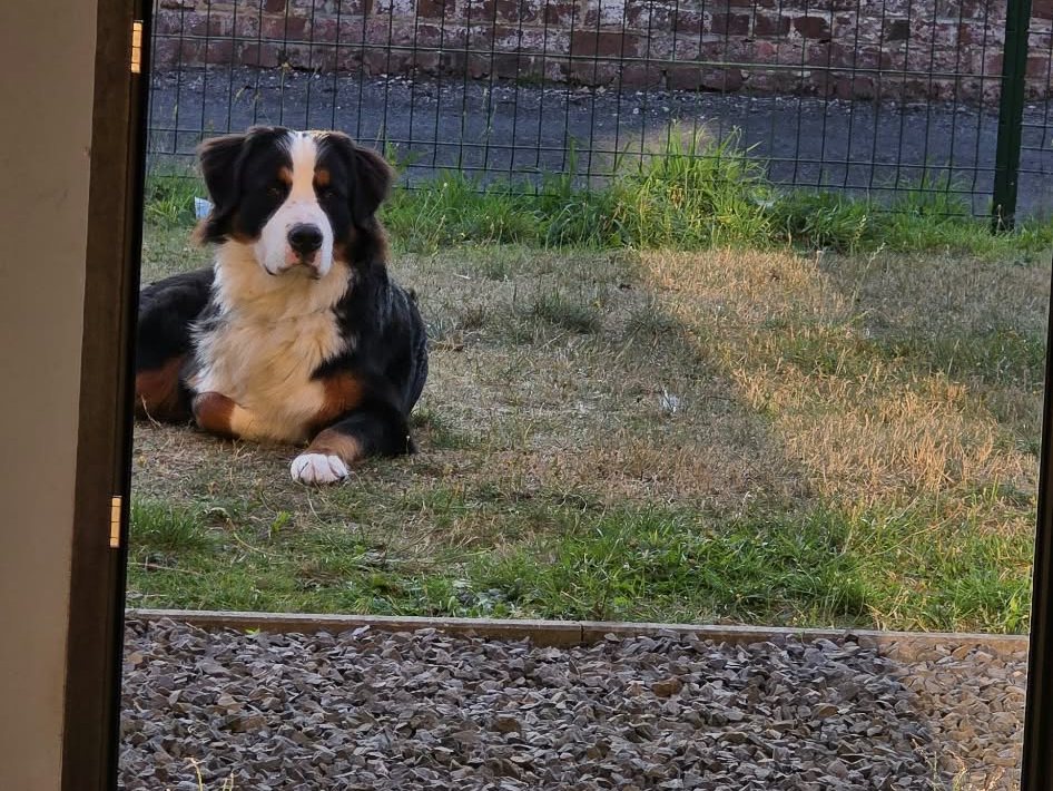 parenthese lieu de vie chien