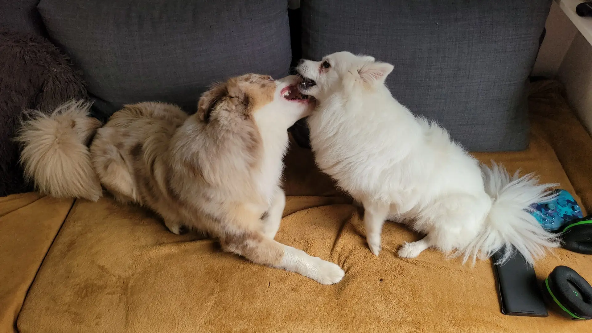 Un chien prend ses marques au calme