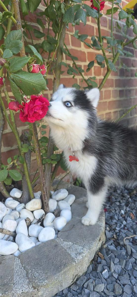 Chien en exploration sensorielle